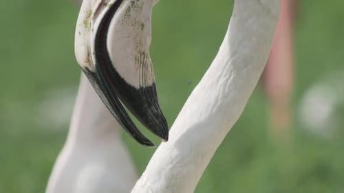Nahaufnahme Porträt des Großen Flamingos, Phoenicopterus Roseus, der in die Kamera starrt. Großes Rosa Anmutig