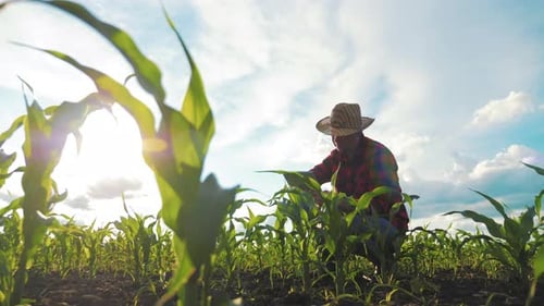 Farmer Uses Tablet in Corn Field on Sunny Day