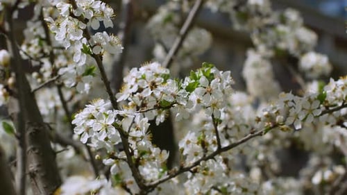White flowers on a tree in the garden. Cherry tree in spring.