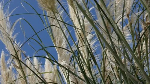 Tall Pampas Grass Waving in the Wind
