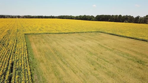 Aerial view of beautiful yellow sunflower field, countryside landscape