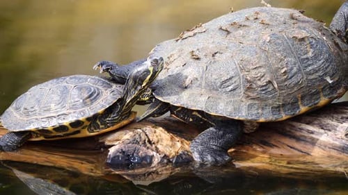 CLose up shot of baby and adult turtles resting on trunk in lake during sunny day outdoors - panning