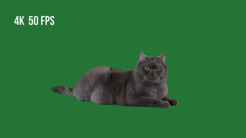 Accueil » Chat sur fond vert