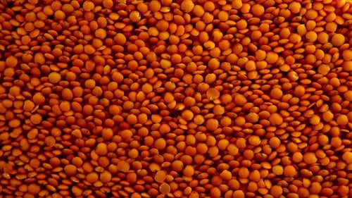 Falling Stream of Vibrant Orange Lentils Fill the Frame