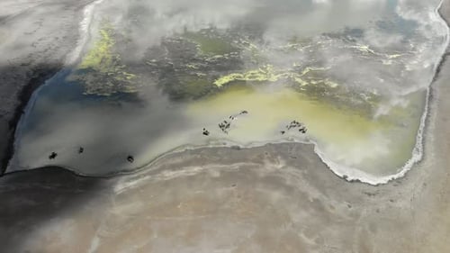 Free Herd of Animals in Natural Lake Water in Treeless Terrestrial Geography