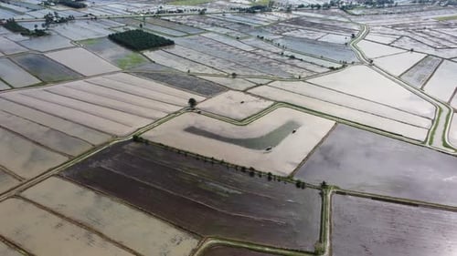 Aerial view paddy field during water season