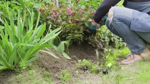 Closeup of Woman's Hand Working in Garden with Plants on Flowerbed