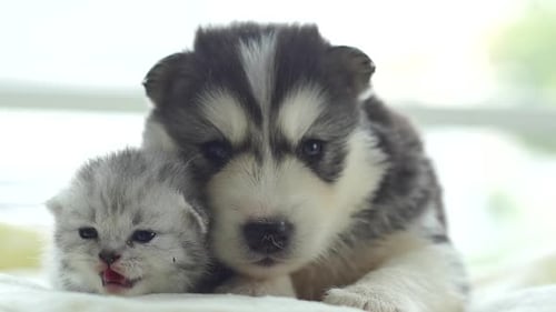 Adorable Puppy and Kitten Relaxing Together Indoors