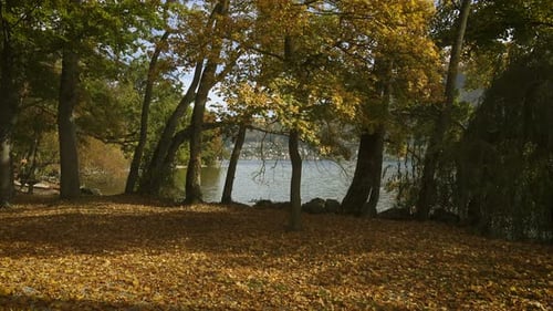 Árboles de otoño en la orilla del lago