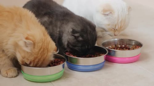 Four Adorable Kittens Eating Food from Colorful Bowls
