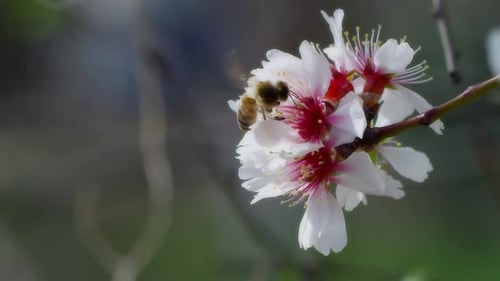 Bee Collecting Nectar from White Flower