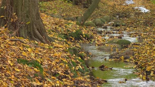 River and forest