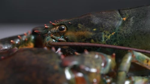 Lobster 61