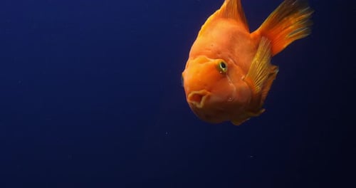 Midas Cichlid, amphilophus citrinellus, Fish swimming in a Freshwater Aquarium, Slow Motion 4K