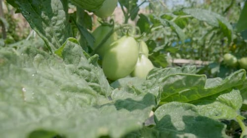 Bush of Tomatoes with Bunch of Green Unripe Fruits on Summer Sunny Day