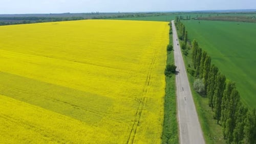 Blooming Rapeseed Field 29