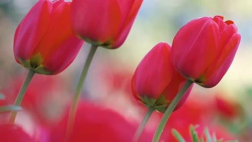 Bright Red Tulip Flowers Blooming on Outdoor Flowerbed on Sunny Spring Day