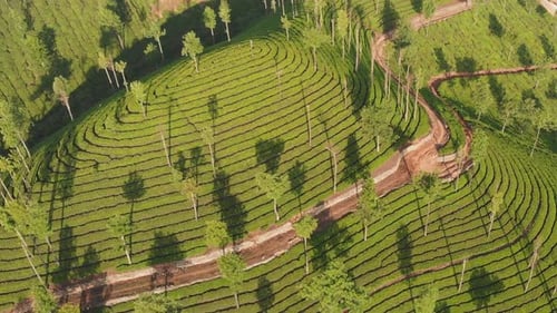 Vue aérienne des plantations de thé par Drone à proximité de la ville de Munnar