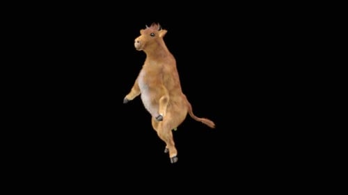 3D Animated Dancing Calf with Alpha Channel