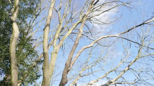 Tall Leafless Trees Reach Toward a Winter Sky