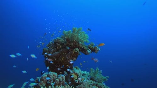 Tropical Underwater Blue-Green Fish