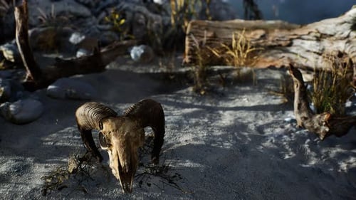Cráneo de un carnero muerto en el desierto