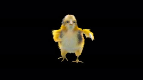 Funny Fluffy Chick Dancing 3D Animation