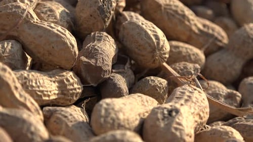 Close-up of Shelled Peanuts Piled Together