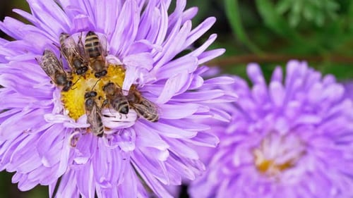 Visão macro de abelhas em flores de áster roxas coletando néctar