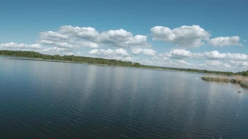 Fast and Agile Flight Over the Lake with a Pair of White Swans