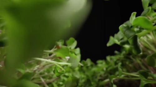 Greenhouse of Microgreen Farm Products Healthy Nutrition