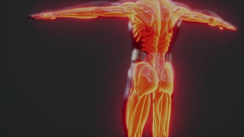 3D Human Muscular and Skeletal System Rotating Scan