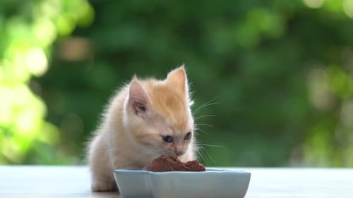 Cute Kitten Eating in Nature