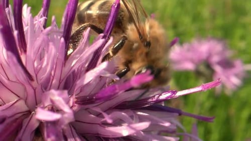 Bee Collects Nectar From Purple Flower in Summer