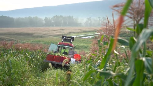 Tractor moving away pulling flatbed loaded with corn through a corn field in the morning light.