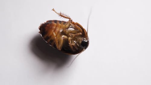 A Huge Cockroach Lies on Its Back Wiggles Its Legs and Tries to Roll Over