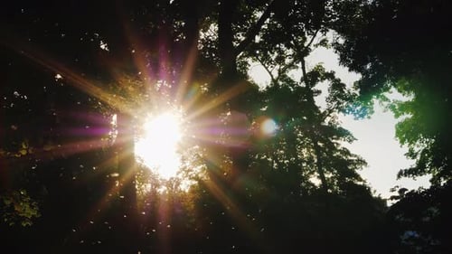 Evening in the Forest - the Sun Shines Through the Branches of Trees, the Midge Flies in the