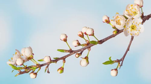 Time Lapse of Flowering Cherry Flowers