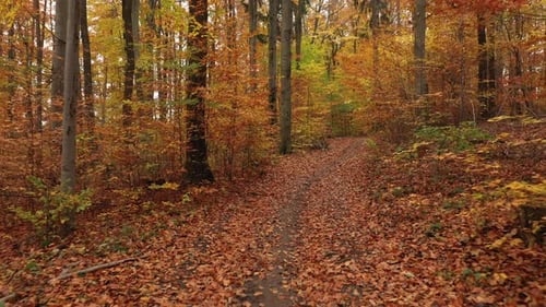 Forest Path Through Autumnal Woods
