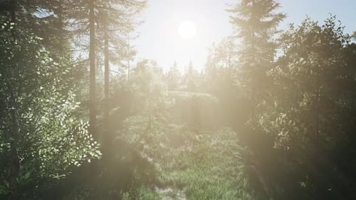 Healthy Green Trees in a Forest