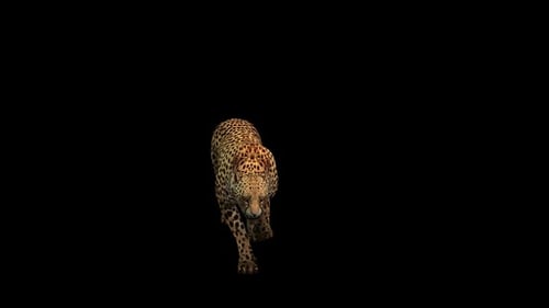 Cheetah Walk