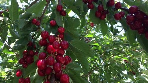 Fruit