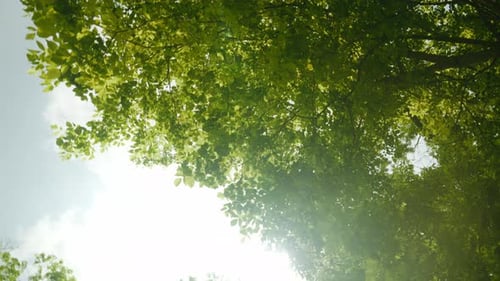 Bottom Up View of Lush Green Foliage of Trees in the Forest Against Bright Sky