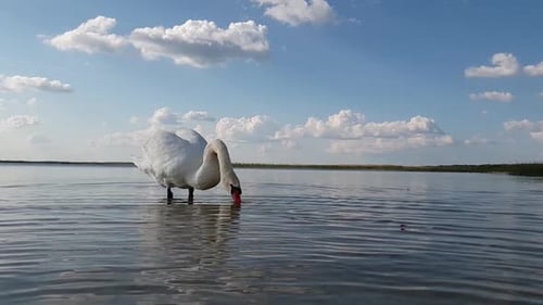 Swan on the Lake Slow Motion
