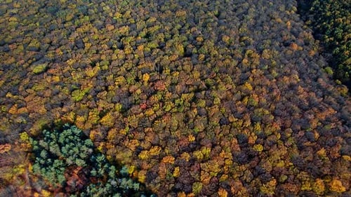 Drone Flying Over the Autumn Forest