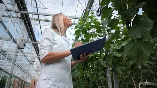Woman Botanical Scientist Analyzing Plant Fertility Checking Harvest Gardening Growing at Greenhouse