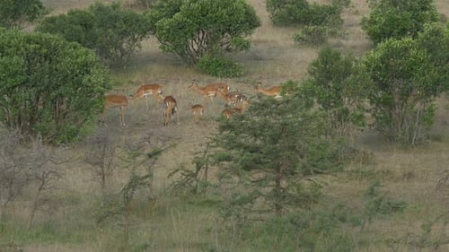 Impala antelopes and bushes