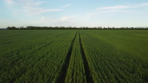Aerial View on Green Wheat Field in Countryside