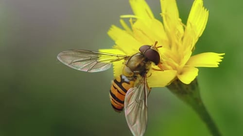 Bee on Yellow Flower Gathering Nectar