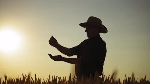 Farmer Examining Grain at Sunrise in Wheat Field